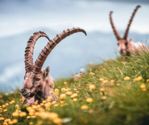 Signos que combinam com Capricórnio no amor