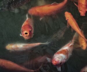 Qual signo combina com Peixes?