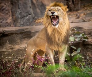 Quais signos combinam com Leão na amizade?