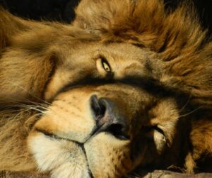 Qual Signo Combina com Leão no Amor?