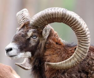 Descubra qual signo combina com Áries na amizade?