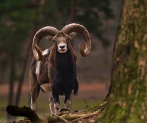 Qual Signo Combina Com Áries? Descubra o Par Ideal